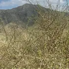 مساويك بيشم