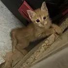 تبني قطط