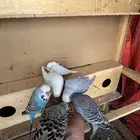 بادجي للبيع