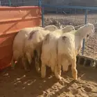 طليان ضحايا 6 اشهر