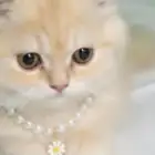 قطط للبيع