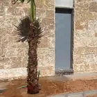 نخيل واشنطن للبيع