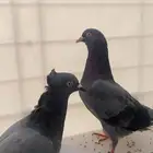 حمام قطيفي للبيع اقبل للبدل
