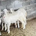 غنم اباكير شرط