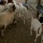 ذبايح ابوريان