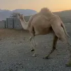 بكره كفو ع ضراب