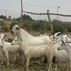 تيس اكحل بيشي