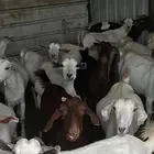 ماعز بيشيات على الشرط