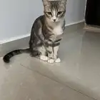 انثى غير معقمة عمرها سنة و تسعة أشهر   ذكية حنونة للتبني