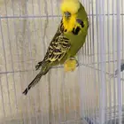 ذكر بادجي انجليزي حااار ( تم البيع)