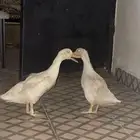 بط للبيع 150  الاخير