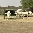 غنم معزا وضان كفو متابيع ودفيع