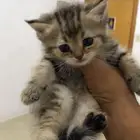 قطط للبيع ب 250