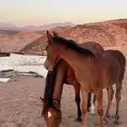 فرس شعبيه
