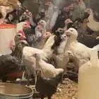 دجاج فيومي وبلدي