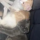 قطط تبني