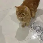 قط ذكر شيرازي للتبني