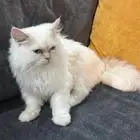 قطه عمرها ست شهور ذكر شيرازي