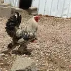 دجاج بلدي للبيع