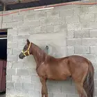 مهر