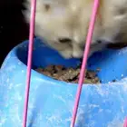 قطتين تيكن صغار