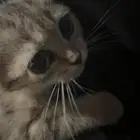 قطه سكوتش النوع نادر العمر شهرين اليفه لعوبه
