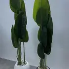 شجرة الموز مقاس وسط وكبير
