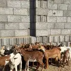 22 عليها 19 عرسها منادي