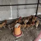 للبيع دجاج تركي