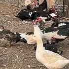 للبيع بط بح بياض