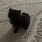 قطط