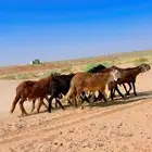 سواكن جذعان مرابي