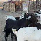 معزا ديره ونظافه خوات بعض مراح بنات اغلبها صغار سن بفحلها