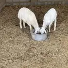 طليان حريه للبيع