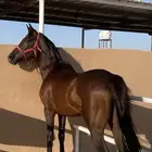 حصان خط سرعه للبيع