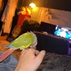 كنيور اناناس رد فاكتور الليف جدا ومتكلم