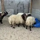 ذبايح للبيع