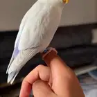 روز اليف هدد