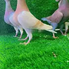 حمام هومر