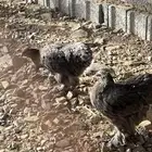 دجاج براهما
