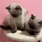 قطط هملايا للتبني ( تم التبني)