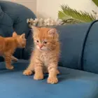 للتبني قطط شيرازي عمره شهر