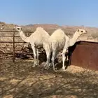 قعودين للبيع كفو مغلقه