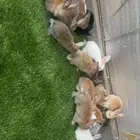 ارانب. ( تم البيع )