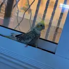 ببغاء كروان