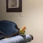 عصفور روز هدد داخلي