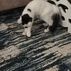 2قطط ذكر ميكس شراري