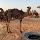 حاشي للبيع