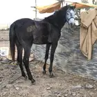 حصان شعبي