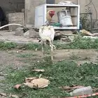 ديك كويتي